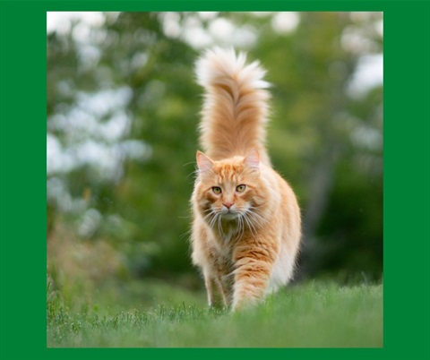 Feral cat picture for website.jpg