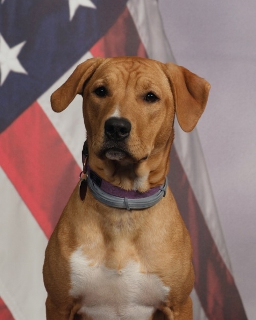 Hailey - KCKPD Comfort Dog