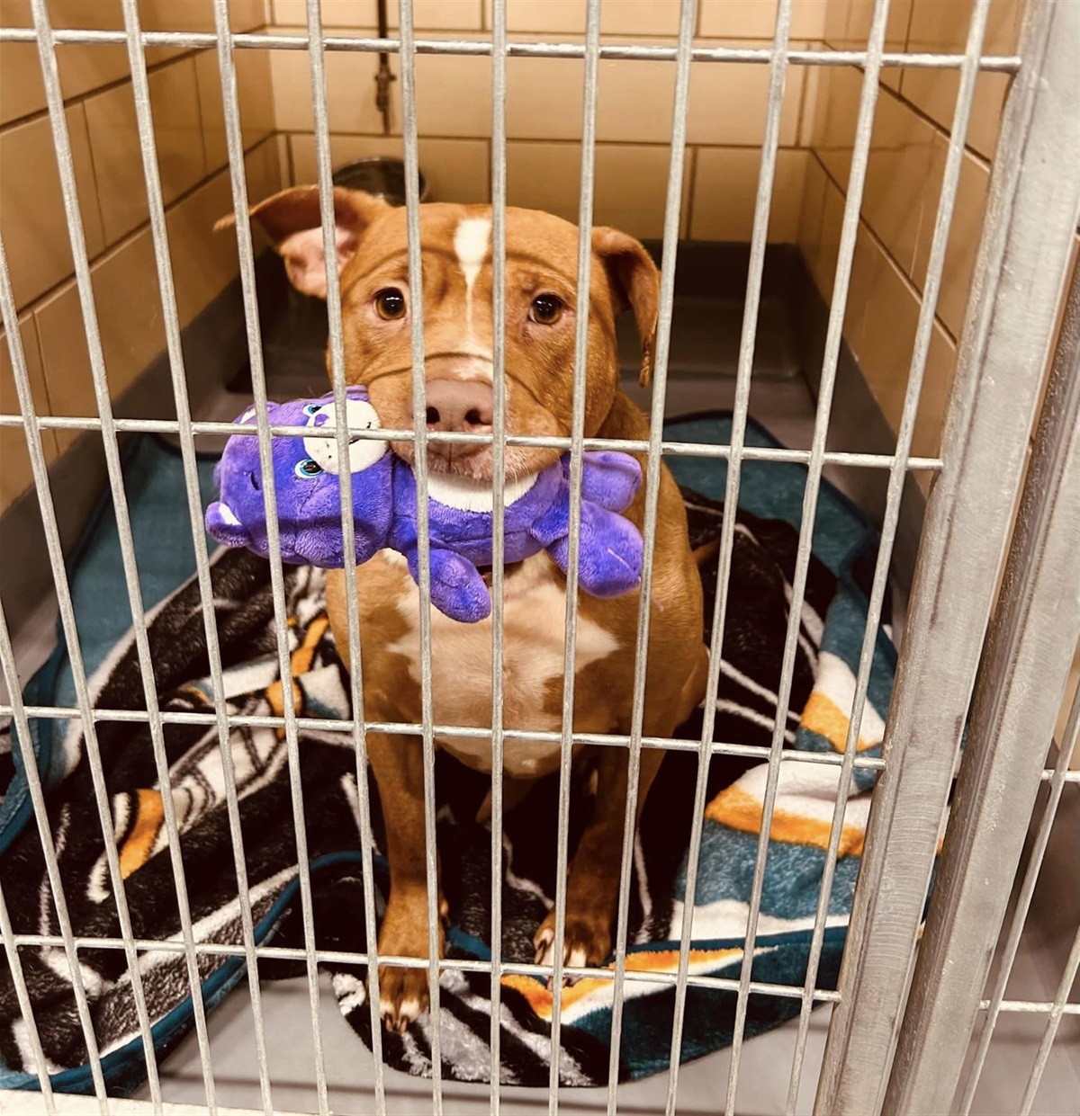 Lost & Found Pets Kansas City, Kansas Police Department